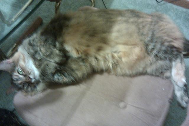 Happy Caturday my handsomely sweet and sexy BIG D <a href="/HalfordU/">lacy Halford</a> !💜💜💜💜