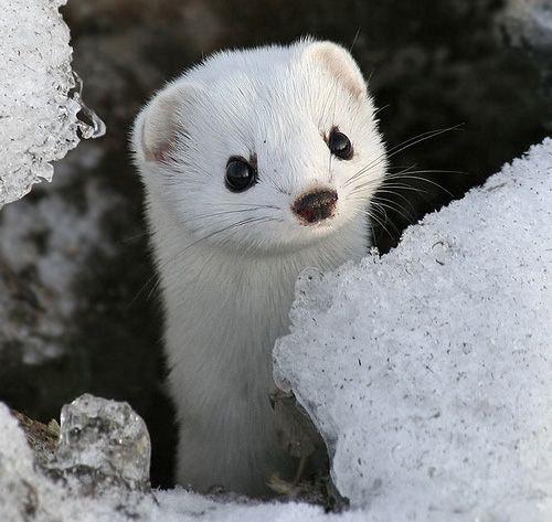 This is what a mink looks like. It takes about 60 of these little guys to make one fur coat.