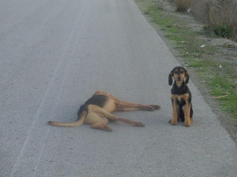 GreeceExposed's tweet photo. @GreeceExposed They never leave their brothers, sisters (Friends) side, even in death, pic 14/12 Kardista, Greece http://t.co/3lWy9nhNgO