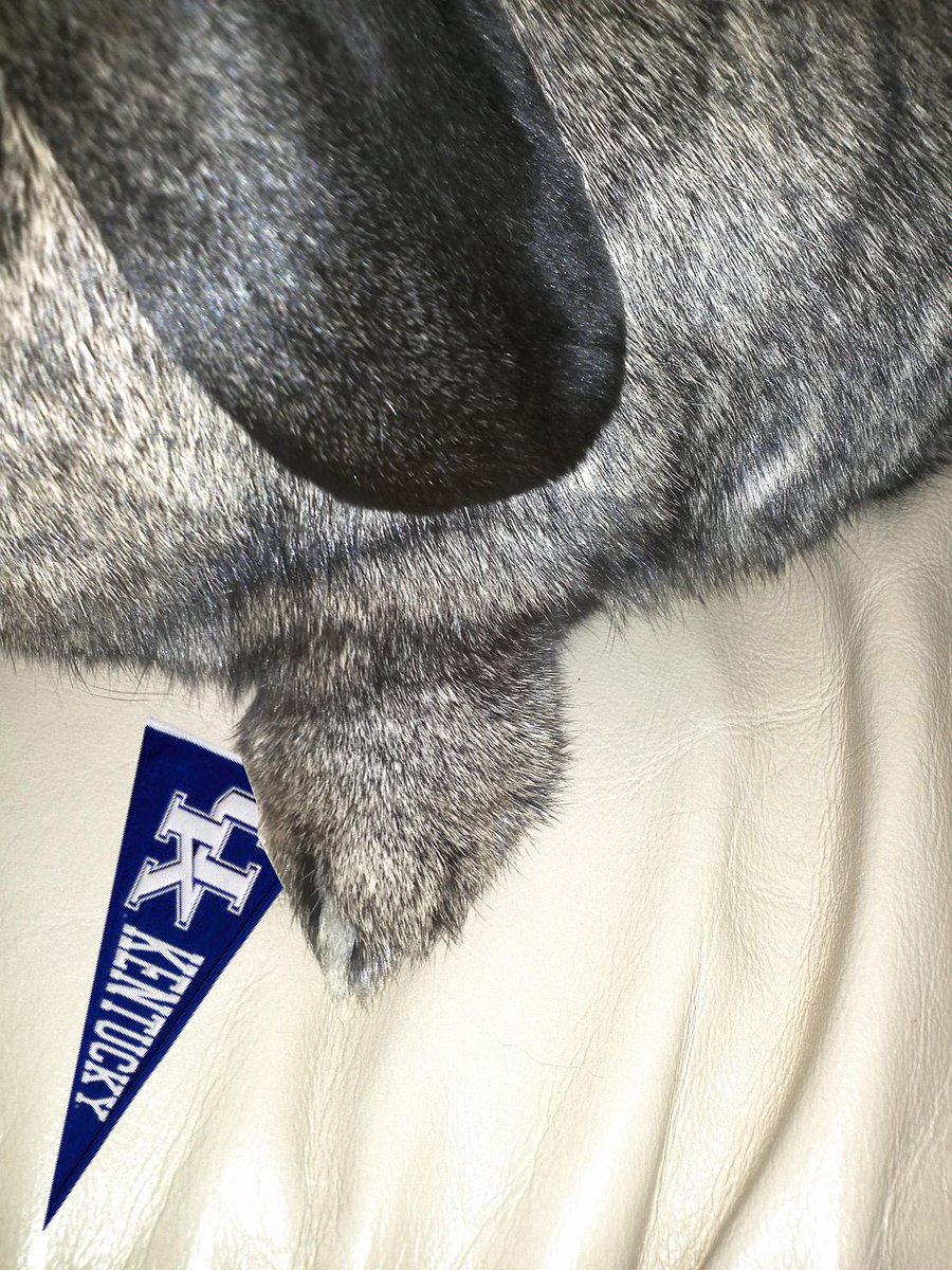 Take my lucky chip paw cats! <a href="/KySportsRadio/">Matt Jones</a>  #BBN #UKvsUL <a href="/UKAthletics/">Kentucky Athletics</a>