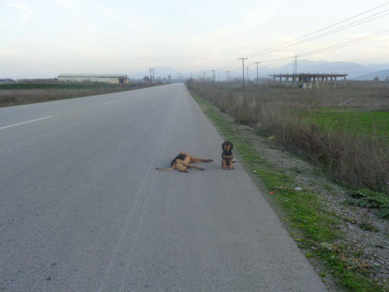 GreeceExposed's tweet photo. @GreeceExposed They never leave their brothers, sisters (Friends) side, even in death, pic 14/12 Kardista, Greece http://t.co/4B3G7t0Fck