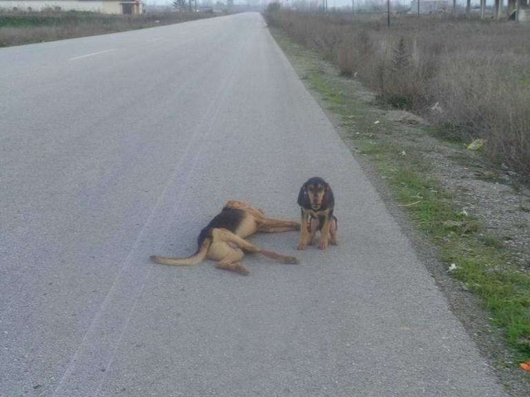 GreeceExposed's tweet photo. @GreeceExposed They never leave their brothers, sisters (Friends) side, even in death, pic 14/12 Kardista, Greece http://t.co/Ww1uOh2jjy