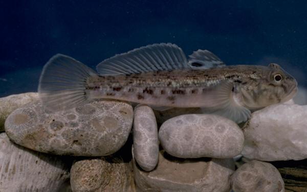 ogreenthumb's tweet photo. FISH OF THE DAY: The Round Goby or Neogobius melanostomus http://t.co/aMjfPEnz8i #Fish #Goby #FishIndex http://t.co/yJolm9mJS8