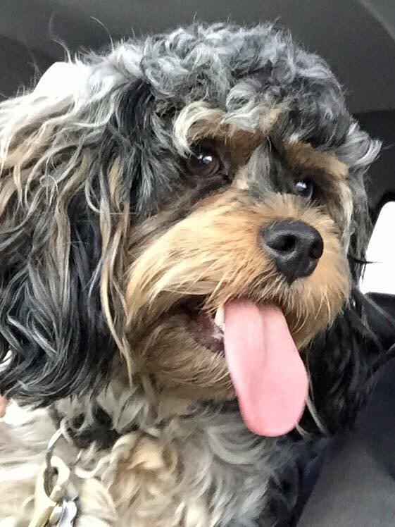 keepercockapoo's tweet image. Fresh trim &amp;amp; nails done 👌