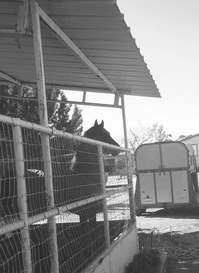 NessyBarr's tweet photo. horses, high five! @emilyelisabethh http://t.co/DBDahS6shG