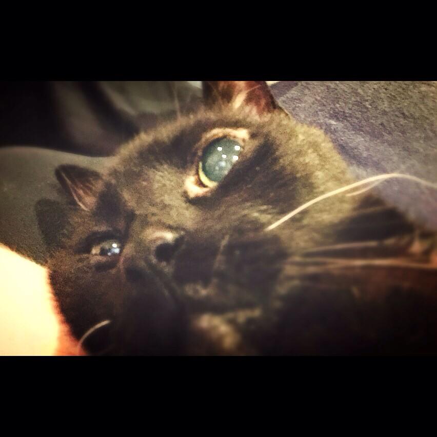 Hello pals! I've got big dreams! @LittleJack_1 <a href="/LashandraJ/">Opal+Ruby Molto Belle 😸😺💕</a> <a href="/fathertazo/">Angel Tazo</a> <a href="/HalfordU/">lacy Halford</a> <a href="/GibsonTheKitty/">Gibson</a> <a href="/ThorSelfies/">Maggie & Sabine #RIPPandora #ZSHQ</a>