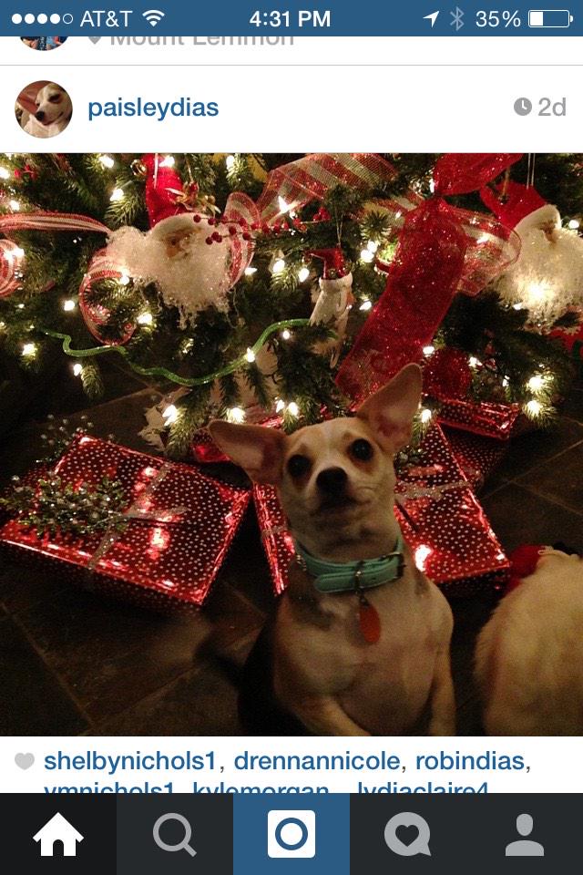 robindias's tweet image. My daughter's dog has her own Instagram. Lol