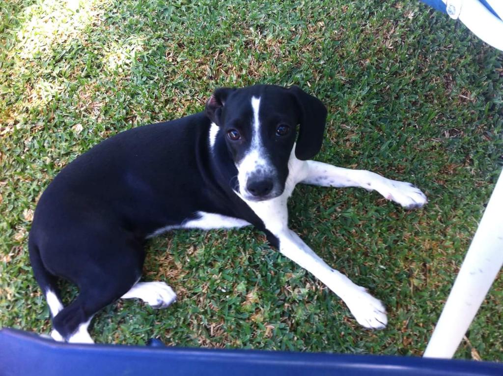 PerrosAbandoCor's tweet photo. VIA @PilarinAlferez: Se ha perdido perrita en Priego de Cordoba Responde al nombre de ESTRELLA. Ruego RT. http://t.co/15hm3nl74b