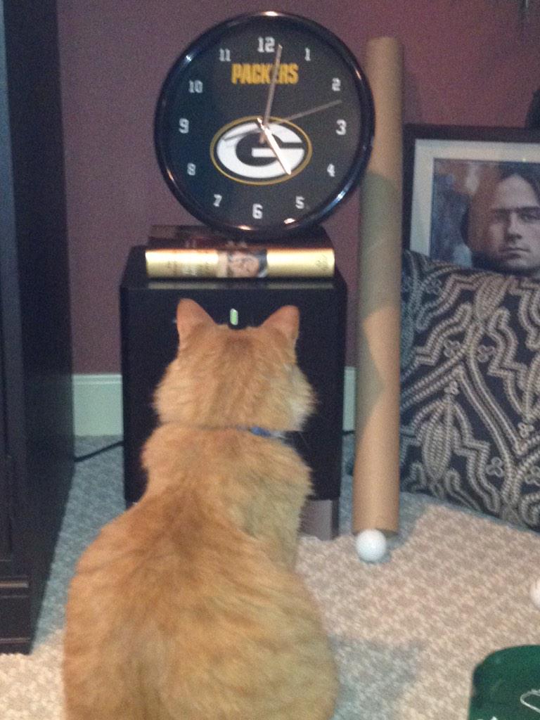 rog815's tweet photo. 1 kitty can't wait for #DETvsGB tomorrow. #packers  go pack http://t.co/aL23UzZyCs