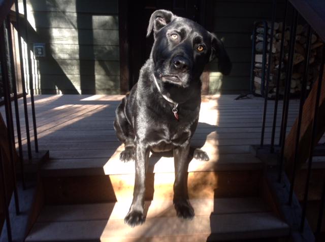 Meet Dooley, the alpha behind Old Friends. New Years Resolution? Find homes for Old Friends. Help him spread the word