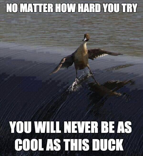 CISNCountry's tweet image. Cool as duck haha -@damianrudiak #funny #duck #notatypo