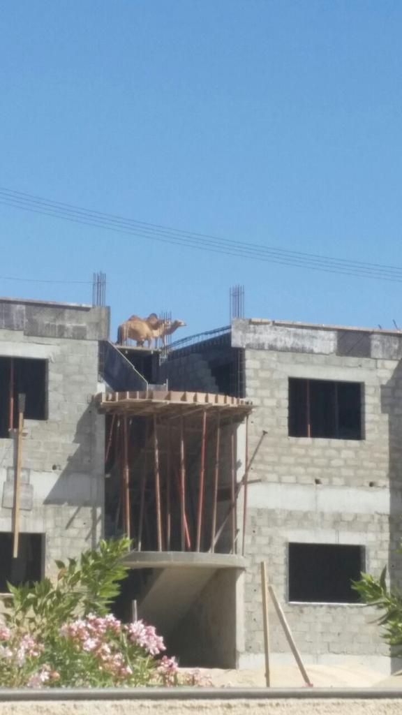 ---
--- 
 تم الإرسال بواسطة واتساب