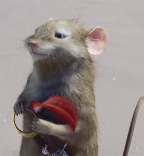 Reepicheep (@nobilemouse) on Twitter photo 