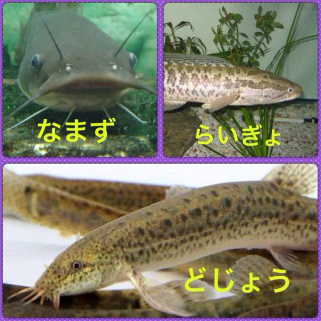 ドジョウとナマズとウナギの違いは一体何 熱帯魚 淡水魚 海水魚の図鑑