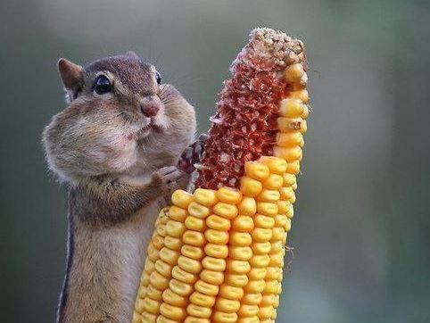 When the waiter asks how the food is...