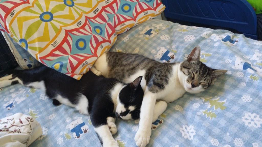 lil_fox323's tweet photo. My cats have an Instagram! Like and follow Blacky and Snowy IG: 2cutekitty ats #Instagram #cats #cute #thiscouldbeus http://t.co/APCzJQ6JfJ