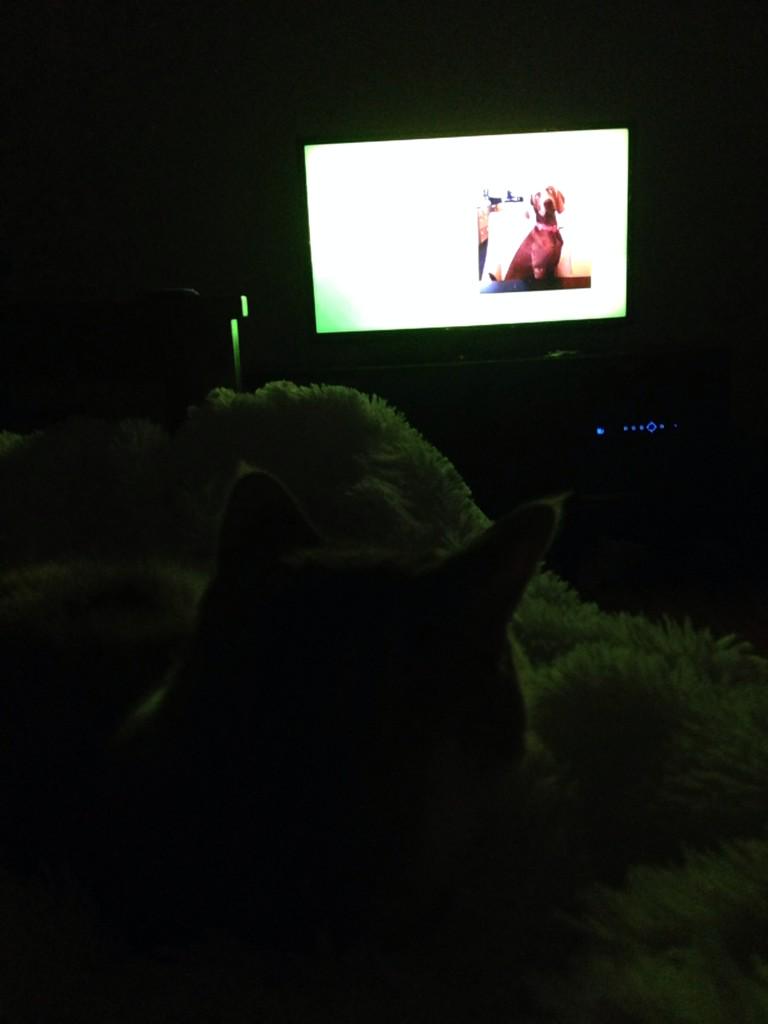 mlcolpean's tweet image. @brandonbumstead my Peanut liked watching them when they were tiny and squeaky #metacute
