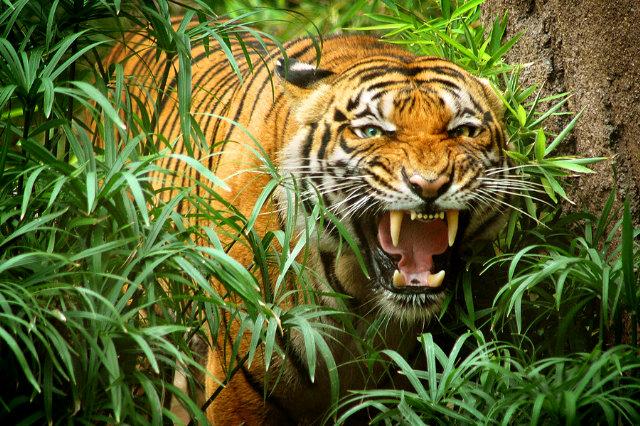 RealMonicaBellc's tweet photo. I love tigers http://t.co/st5rYdrgwy