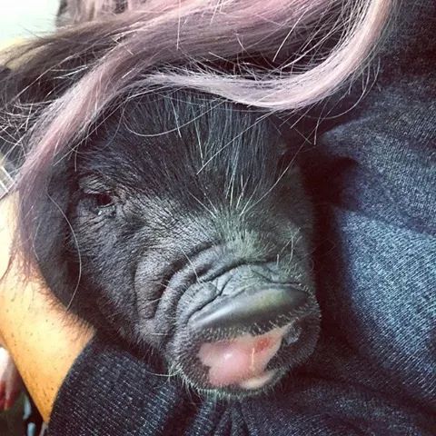 Gemma0312's tweet photo. Ele It has purple hair
@Paris_Michael15 gracias por ayudarme con el nombre http://t.co/NLR7olca00