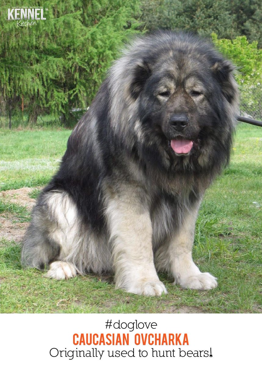 KennelKitchen's tweet photo. #doglove
Say hello to the Caucasian Ovcharka! #kennelkitchen #dogsoftwitter #dogslife #lovedogs #doglovers http://t.co/i0kolr2855