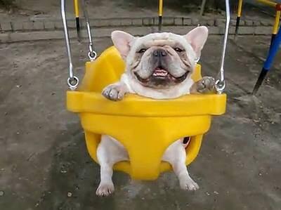 טוויטר 犬の可愛い 面白い画像 動画集 בטוויטר いつまで経っても子供心は忘れません Dog Cute Funny 犬 可愛い 面白い 画像 Http T Co Iuv4ornawd