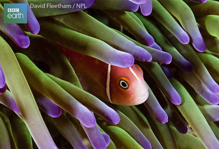BBCEarth's tweet photo. Meet the baby-eating, sex-bending fish: http://t.co/UDciA9nEY6 #AnimalTruth http://t.co/NGTk3DtKmi