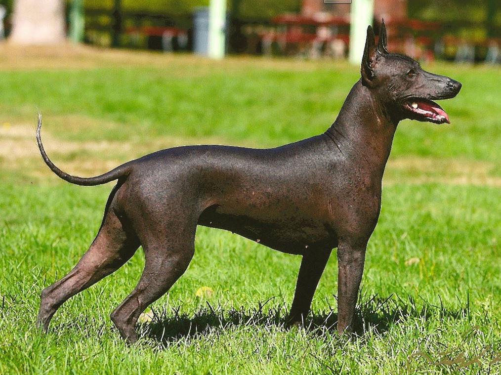 TeloDog's tweet image. Can you name this distintinctive look companion #dog? bit.ly/1xahYRW