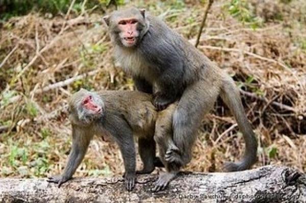 MOSCOWEVERYDAY's tweet image. Обама: - Меркель, ты думаешь нас увидели вместе?
Меркель: - Та уже похуй, кончай давай, я уже Канцлером не буду.