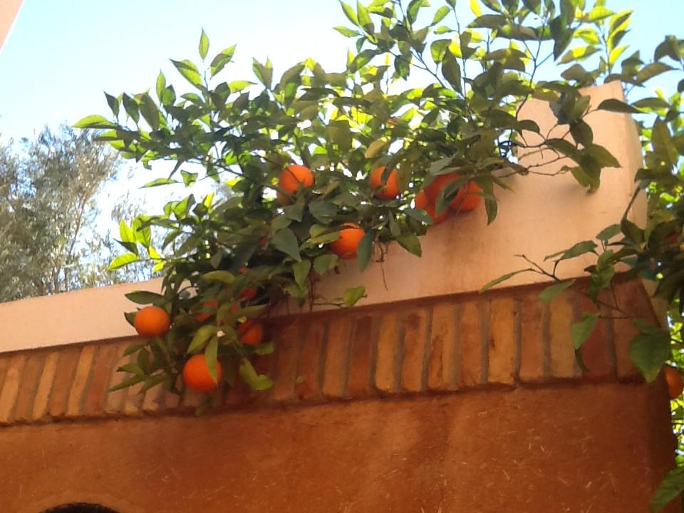 Ah the essence of #Morocco