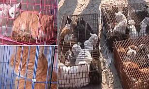 Permalien de l'image intégrée