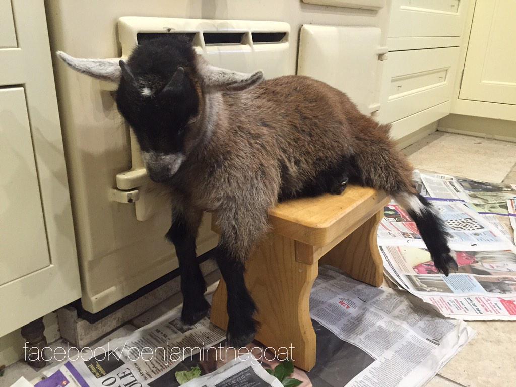 kiasuchick's tweet photo. Missed this guy today! RT @benjaminthegoat: I can fall asleep anywhere in any position! #benjaminthegoat http://t.co/YjqeM2Qz3nβ