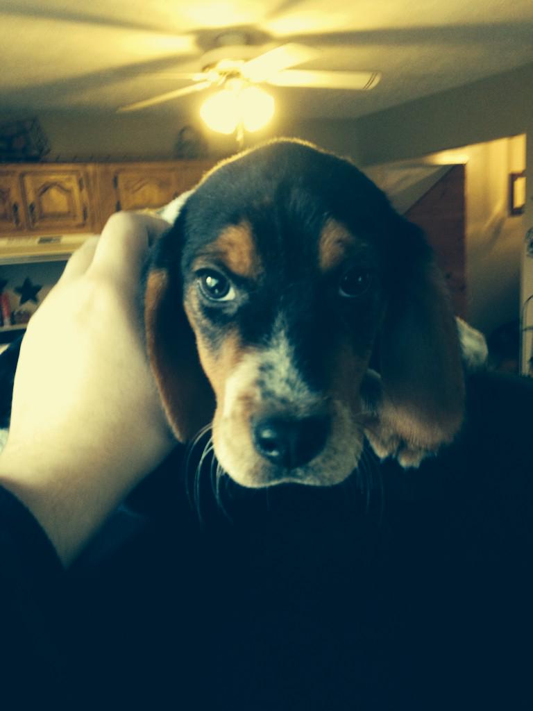 DealCorey's tweet image. Meet the new addition to the deal family.