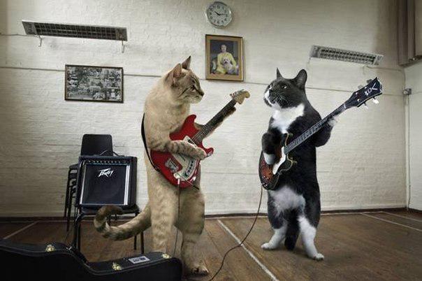 Музыкальные коты.
