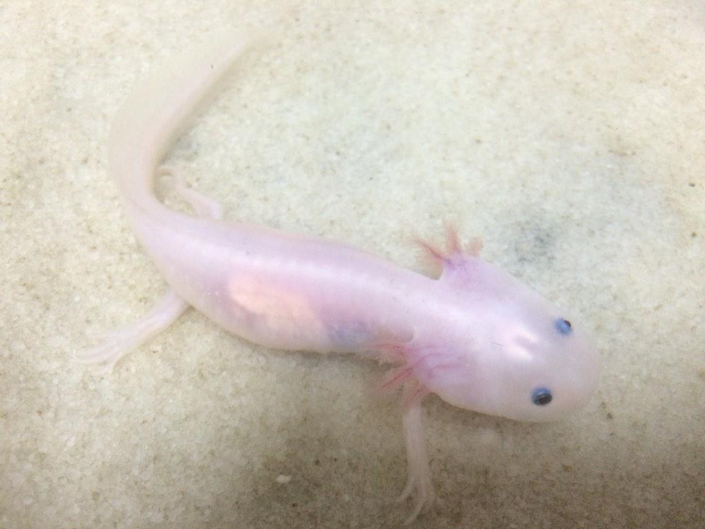 たしろさやか ウーパールーパーを飼ってる方にお尋ねします うちで飼ってるウーパールーパーのパーさんが 最近うんちをしてない気がします コレは 病気ですか なんとか 出してあげる手段はありますか Http T Co Ijpqm2vx7p Twitter