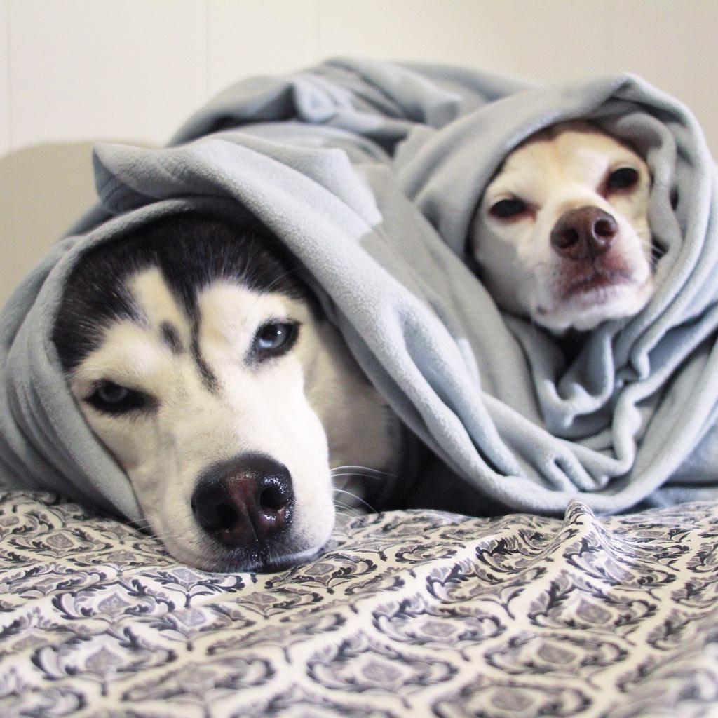 milesthehusky's tweet photo. It's cold for Southern #California. Not for, you know, the Earth. π #WinterIsHere #HuskyBehavior http://t.co/nGDcALoQsS