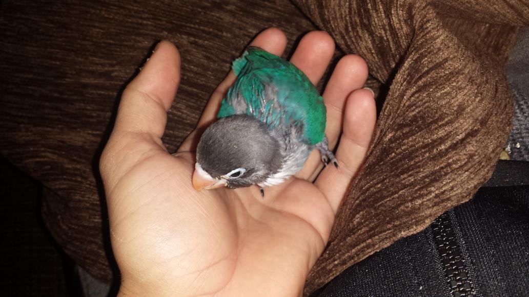carrascovik's tweet photo. Que cosinaa tengo...🐦🐦😢 http://t.co/3Ou7h3alb2