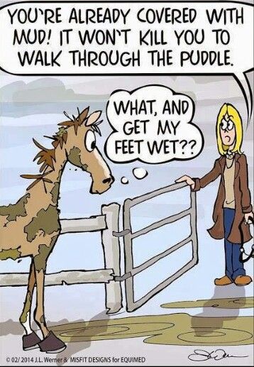 Rachel_Cavallo's tweet photo. Lol :P #equestrianproblem #equestrian #horse http://t.co/qtUpNxCThU