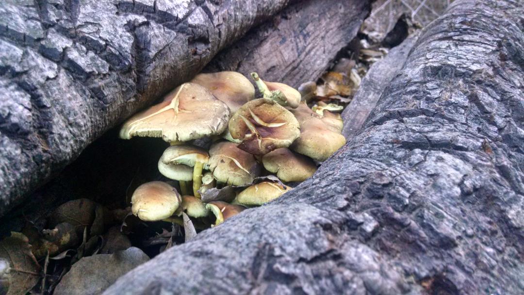 samthatte's tweet photo. Cool shot of wild mushrooms at Pinnacles National Park. http://t.co/1Z4b5eMWmJ