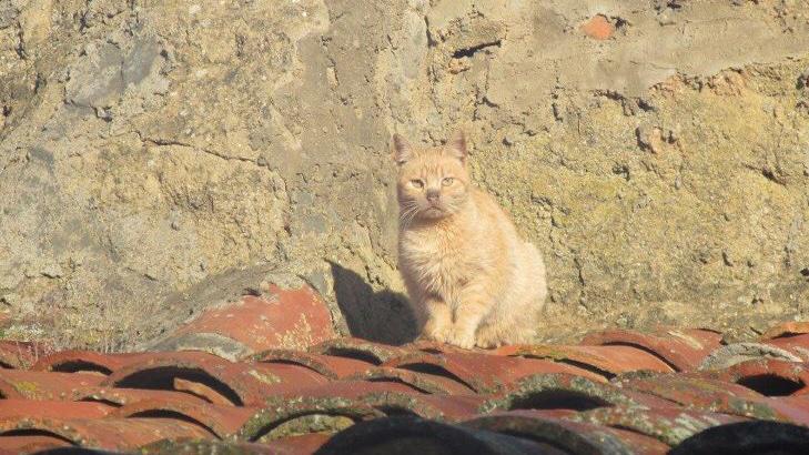 Jaime_SFF's tweet photo. Como buscan los gatunos el sol de los tejados, llegan días de frío ❄️❄️❄️ http://t.co/JEgippXqBx