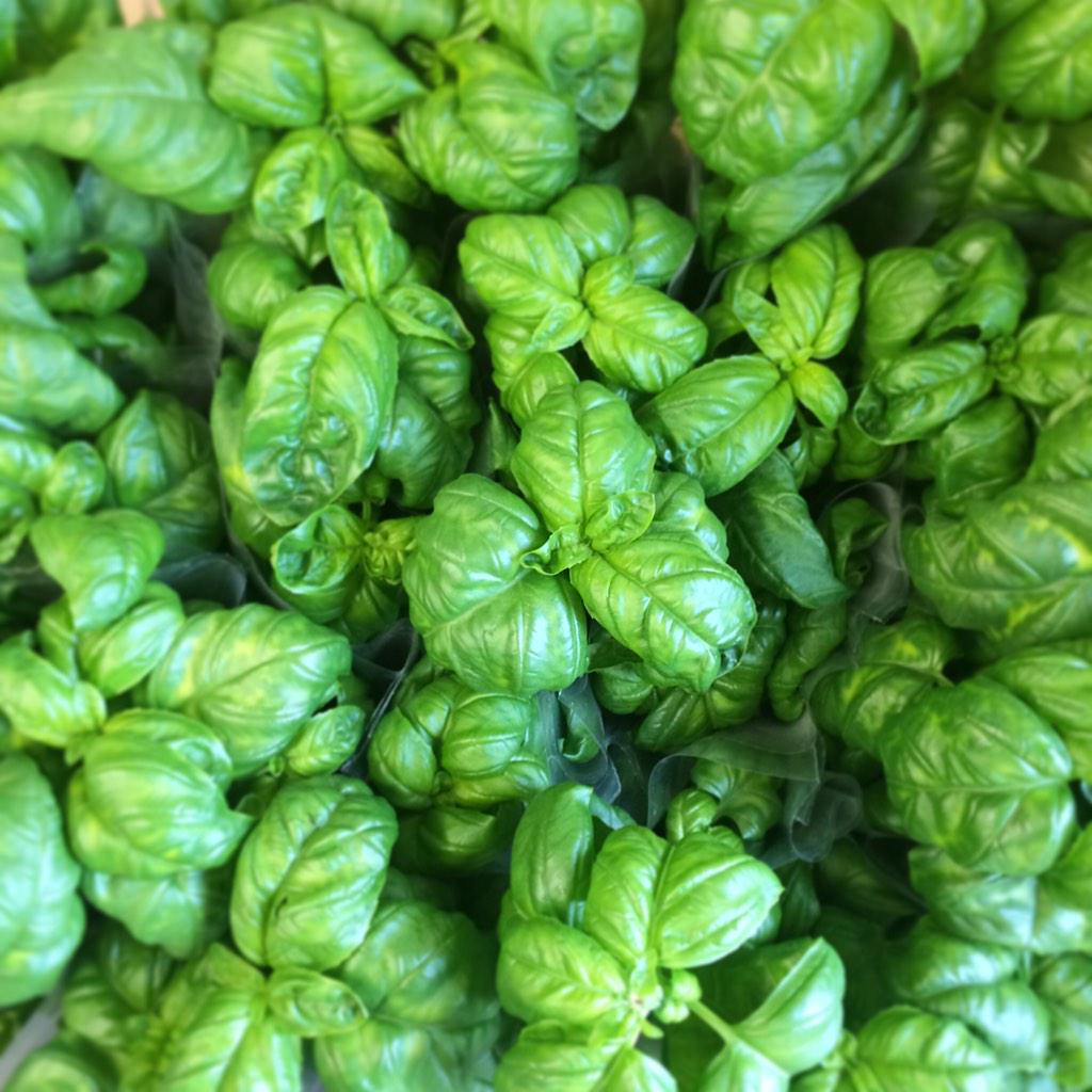 swamprabbitcafe's tweet image. 3 days after Christmas, we jump right into summer. Fresh basil from @TygerRiverSF ! #pestotime #eatlocalridebikes