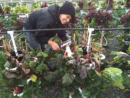 Homestead4Honey's tweet photo. #UrbanAgriculture makes its way to #StatenIslands West Shore #GreenZone http://t.co/nViAjOrJZe http://t.co/fdTBw57FmW
