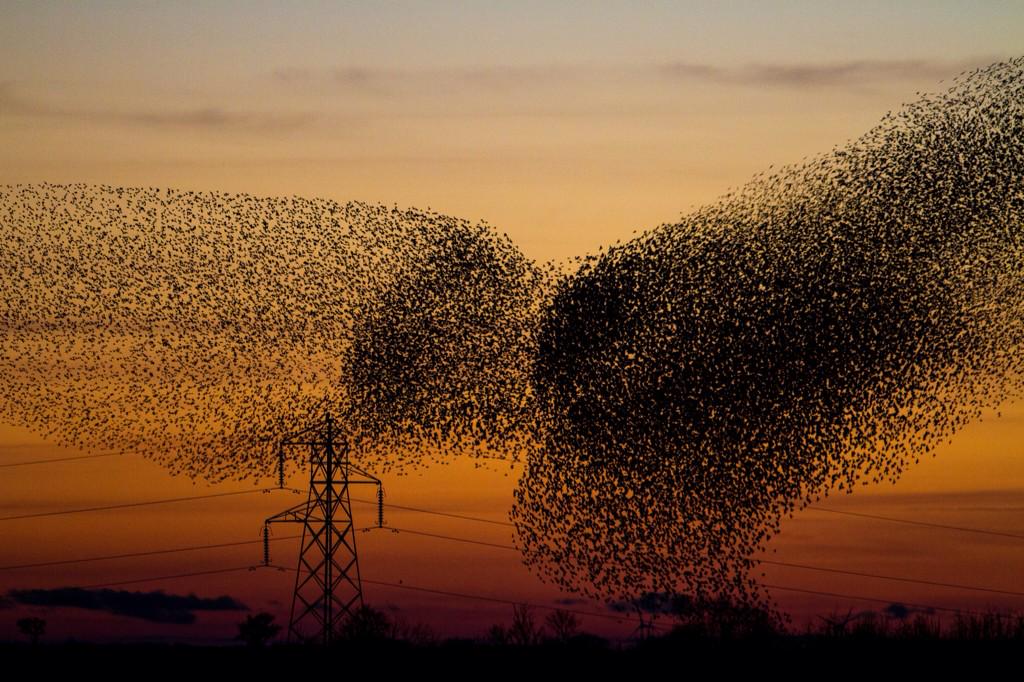 Great shot! "<a href="/willdawesphoto/">Will Dawes Photo</a>: Amazing #starling #murmuration at #gretnagreen this evening, just at sunset. "
