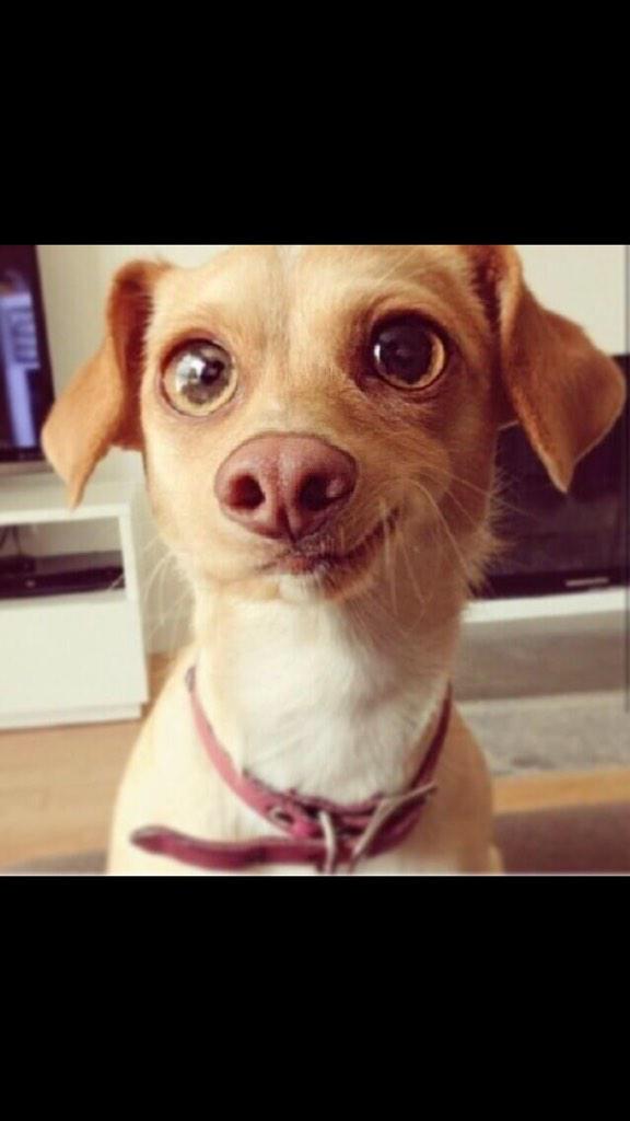 VallotL's tweet photo. if I could find a dog like this my life would never see darkness πππ #lookthatface http://t.co/yAPsqDfo8g