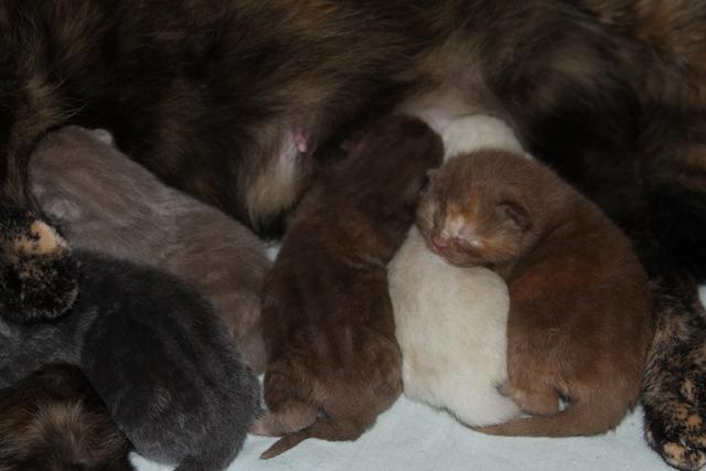 ILIOSCATS's tweet photo. I have great news!
British cat Klepa became a mother! 5 kittens - 5 girls! More information - http://t.co/RB57A3Kb3M http://t.co/Ja5vLVLRYY