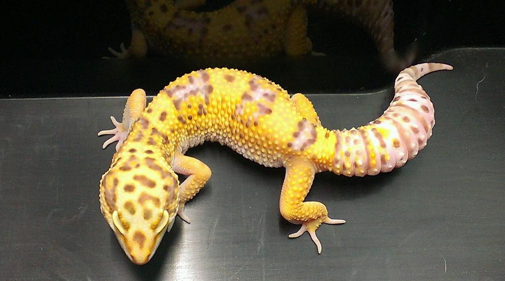 Repxotics's tweet photo. Lovely leopard geckos #bellhypoalbinos #sheptonmallet #reptiles #lizards #repxotics http://t.co/BxIWTtLpdV