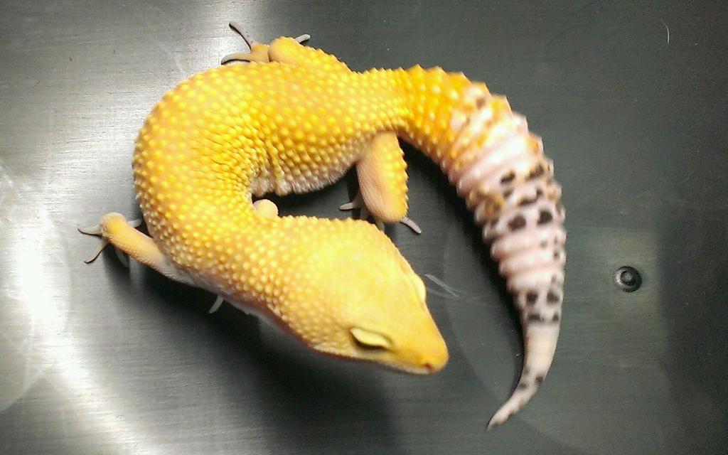 Repxotics's tweet photo. Lovely leopard geckos #bellhypoalbinos #sheptonmallet #reptiles #lizards #repxotics http://t.co/BxIWTtLpdV