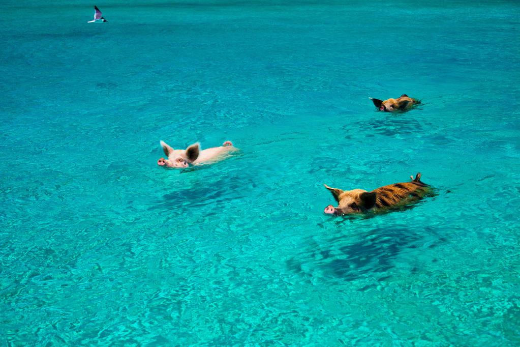 NaturPictures's tweet photo. Cerdos nadando en las Bahamas http://t.co/OZ9FfvrpIW