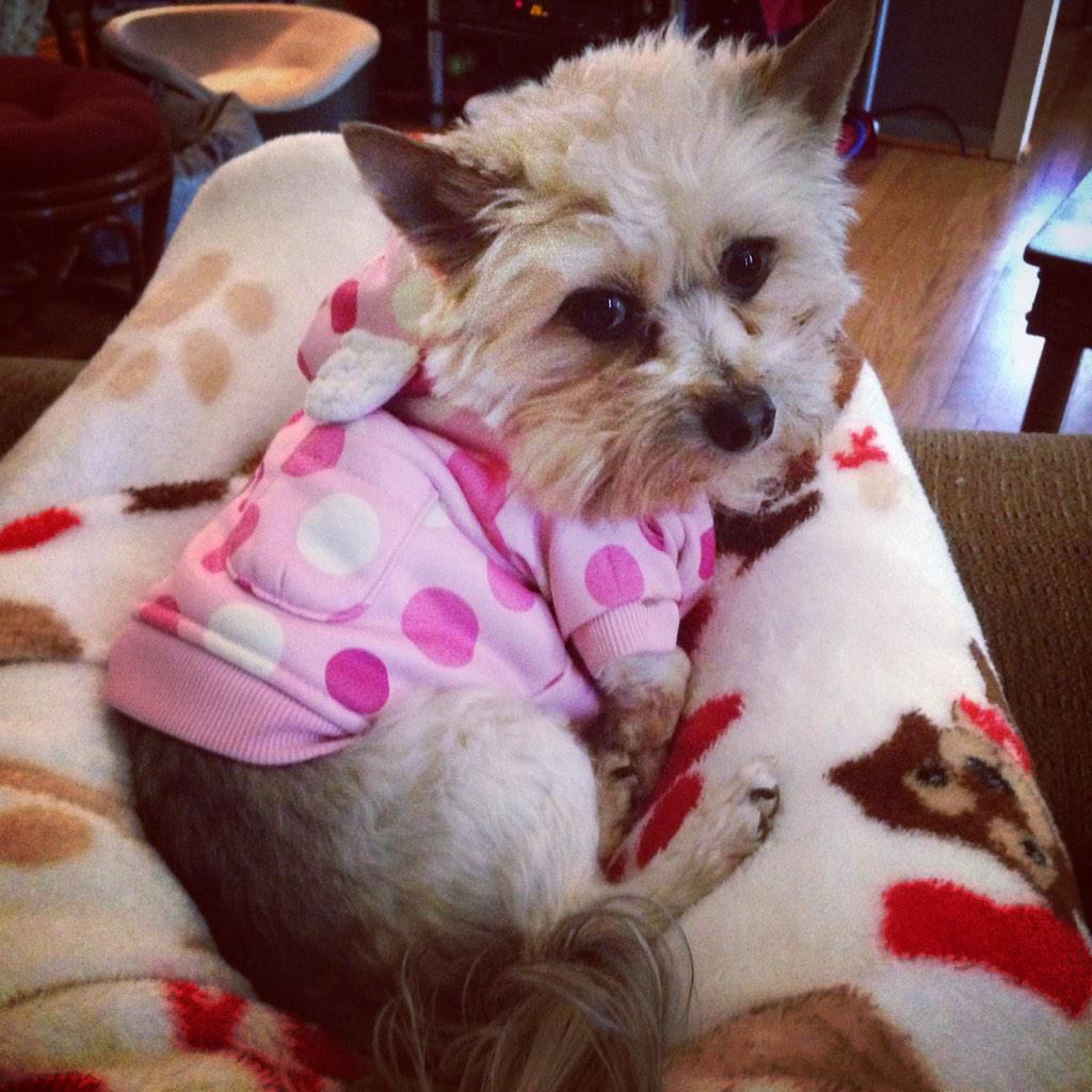 sfmaggiemae's tweet photo. Ise helping mommy work from home today! #pawfficedog #imsohelpful http://t.co/uVjhBn2okY