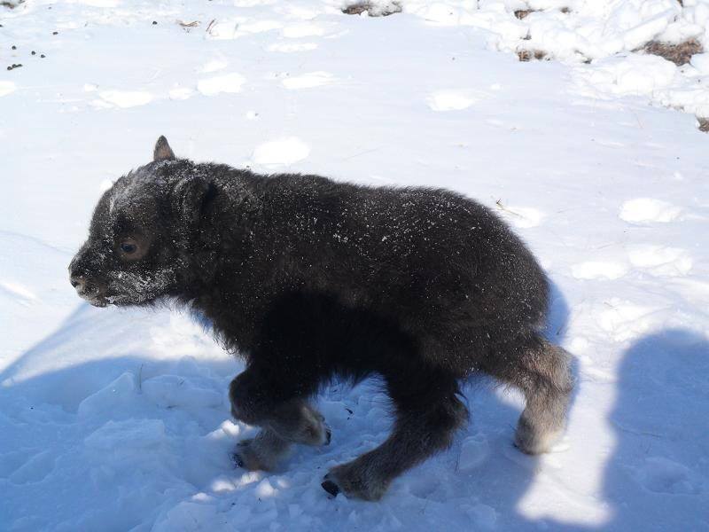 RebeccaZandberg's tweet image. Big news coming re: #SiteC. But in the meantime, for levity: baby muskox! facebook.com/CBCnunavut