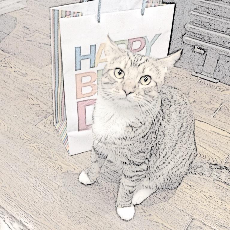 Stanley The Cat Stansaysdis Twitter